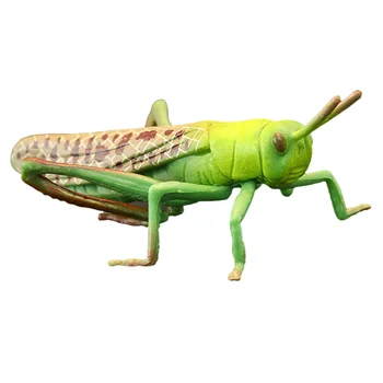 מודל חרקים, חגבים דגם חרקים דמויות צעצועים חרקים ירוק על נושאים חרקים מסיבת ילדים ירוק